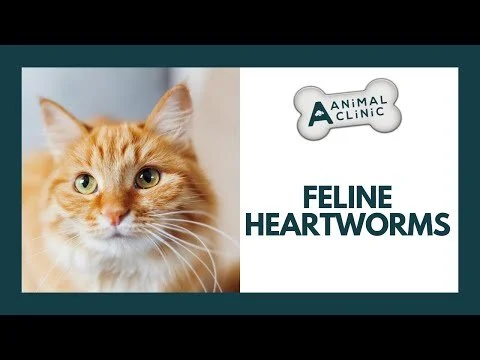 Heartworms in Cats | A Animal Clinic | Fort Worth