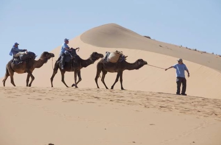 CAMELS | SAHARA DESERT