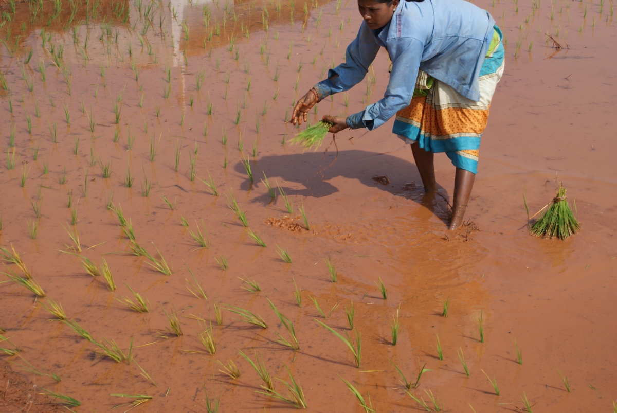 Optimized-planting paddy fields 1.JPG