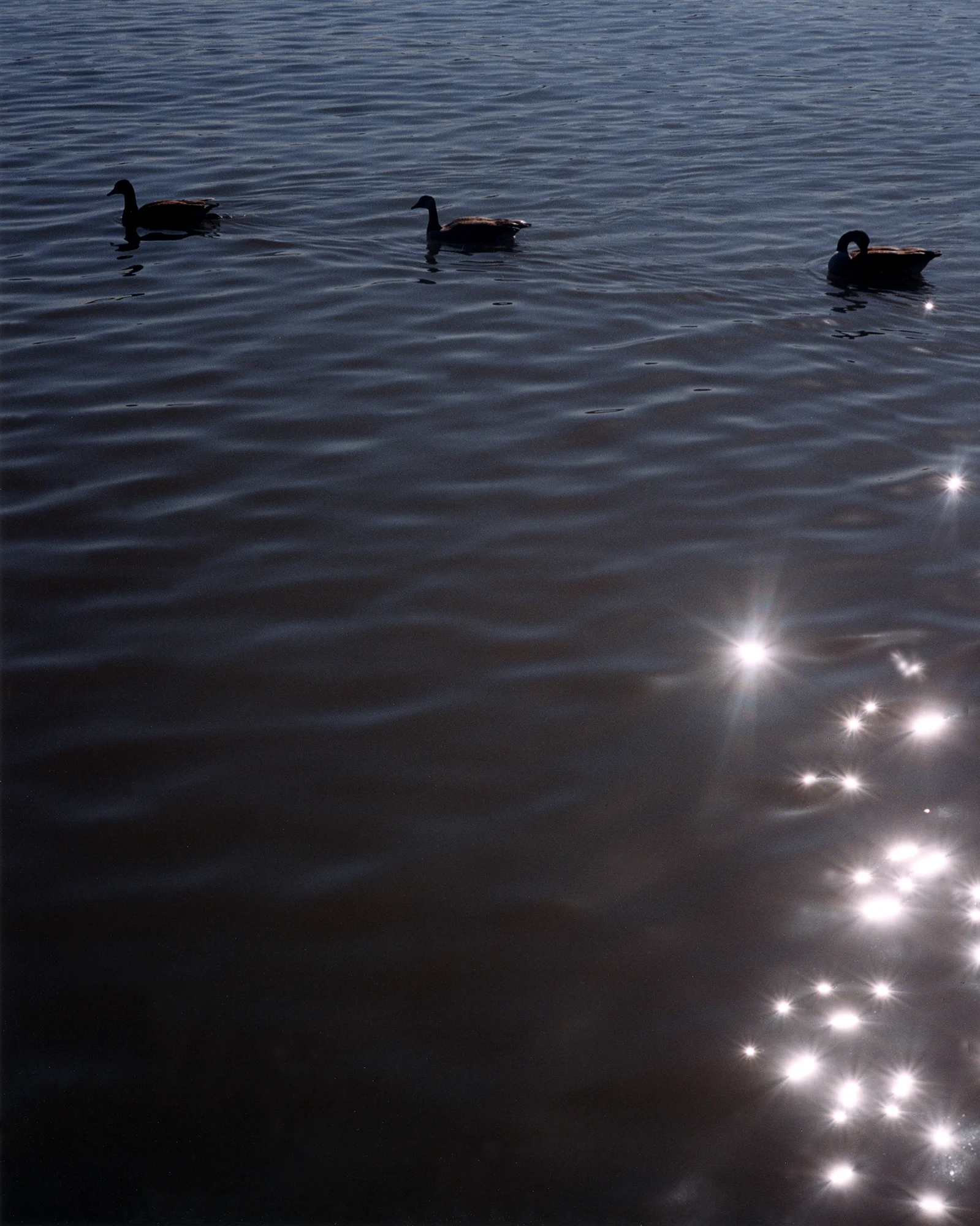 PATOS.jpg