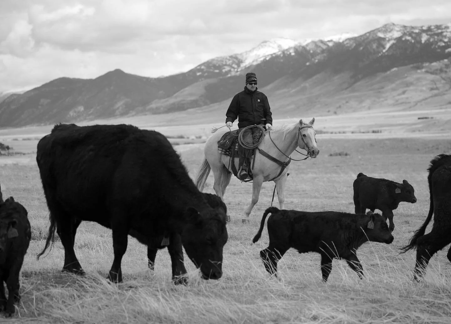 Montana Brooks Beef Boxes Montana Brooks Beef Montana Brooks Beef