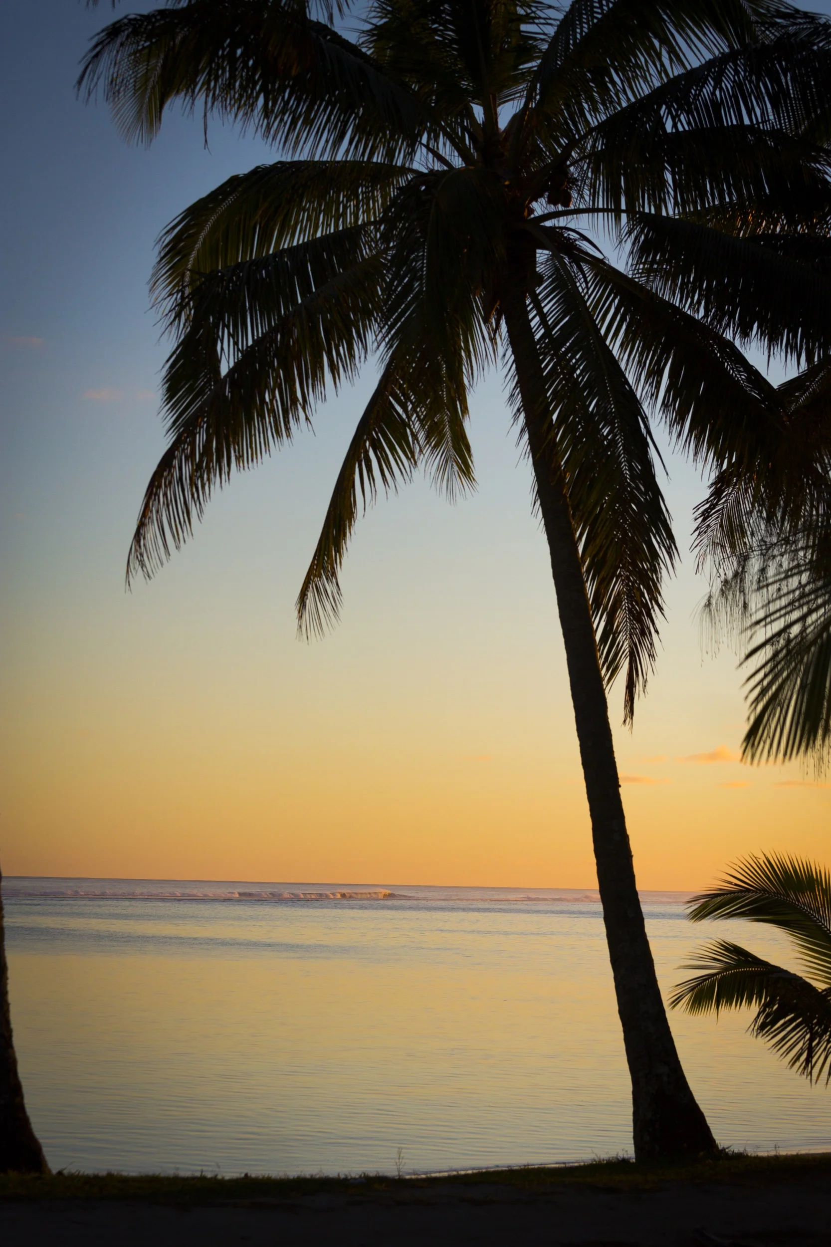 beach with palm tree sunset.jpg