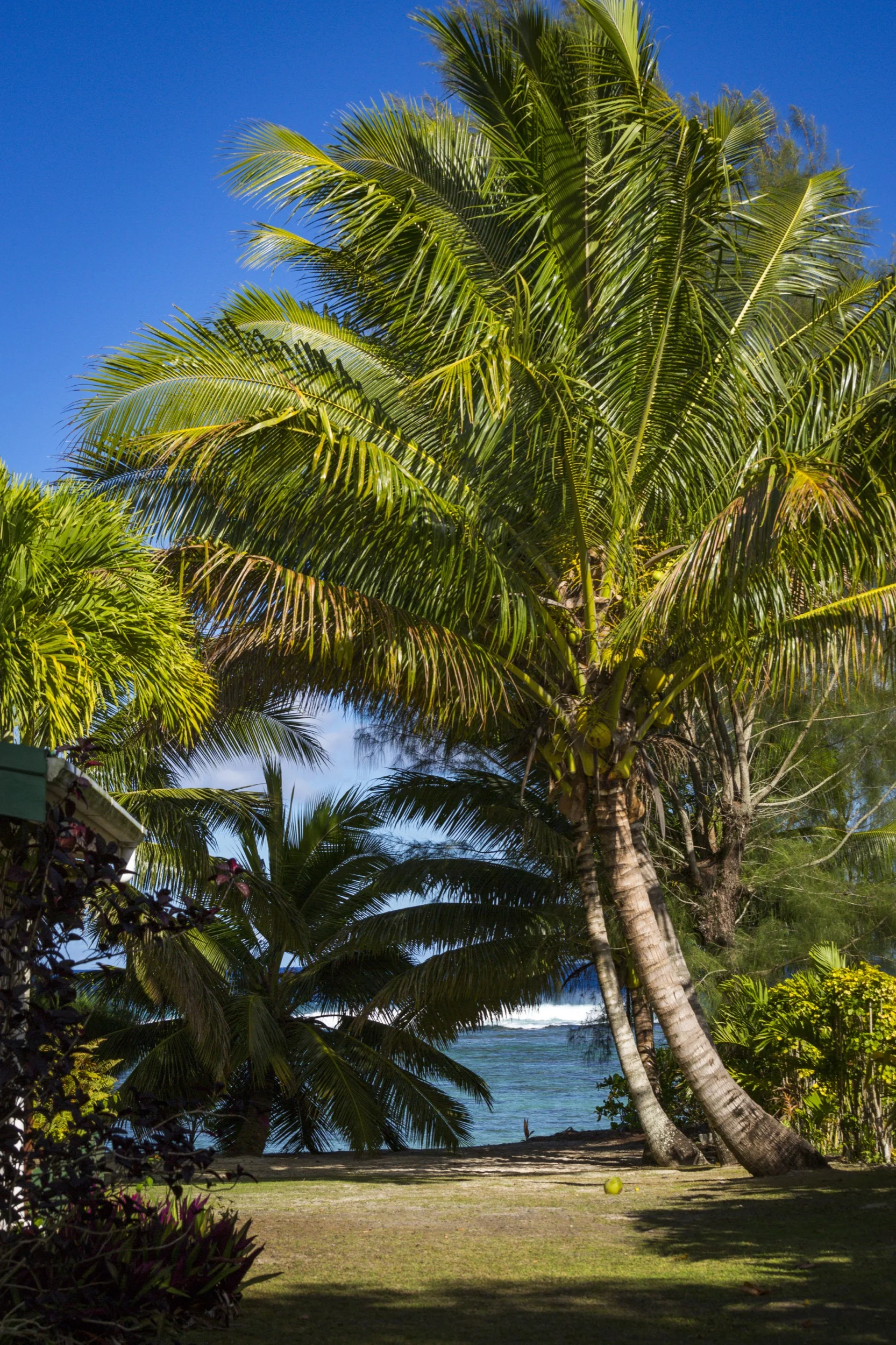view through palm trees to beach.jpg