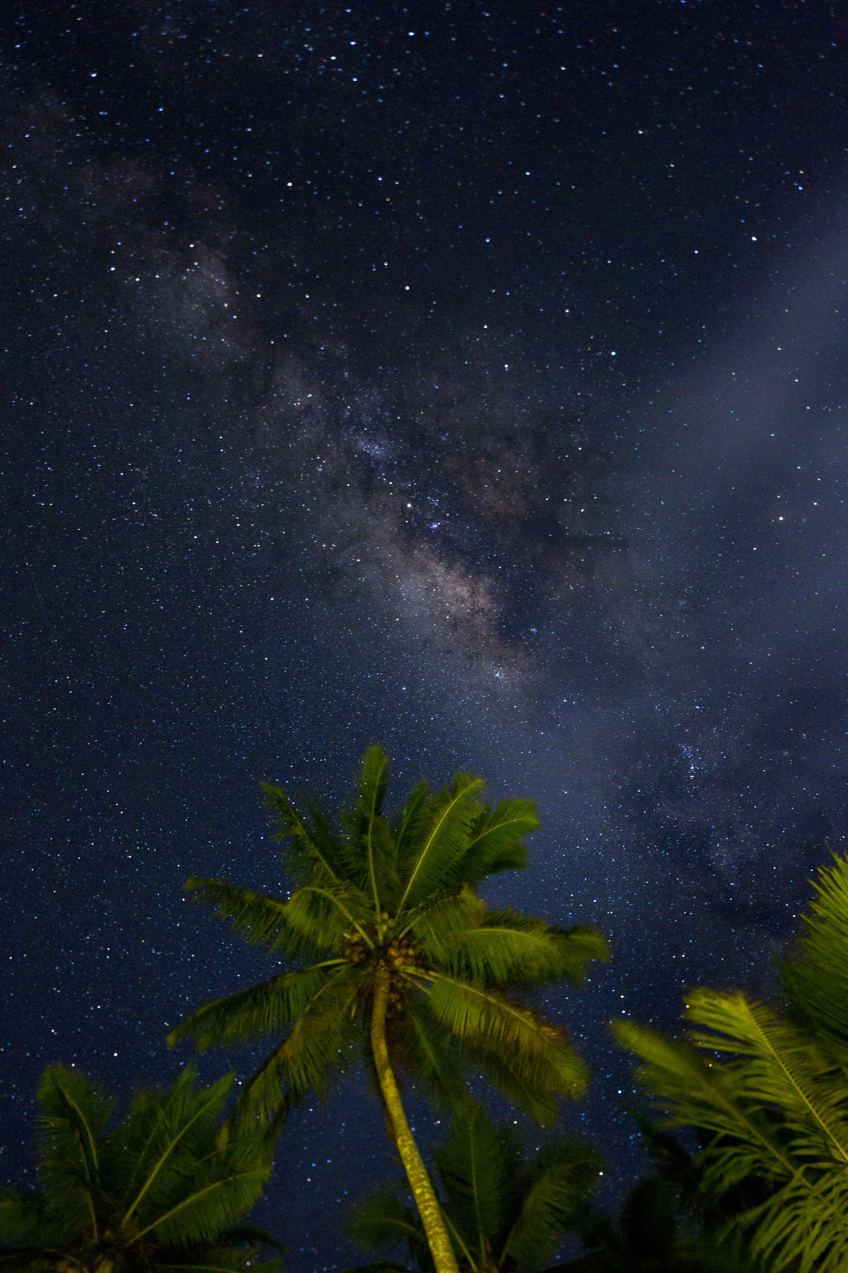 palm trees and night sky.jpg