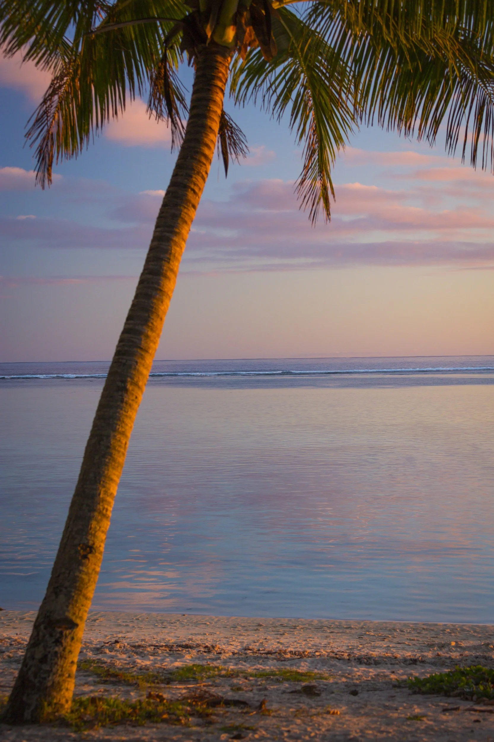 beach with palm tree.jpg