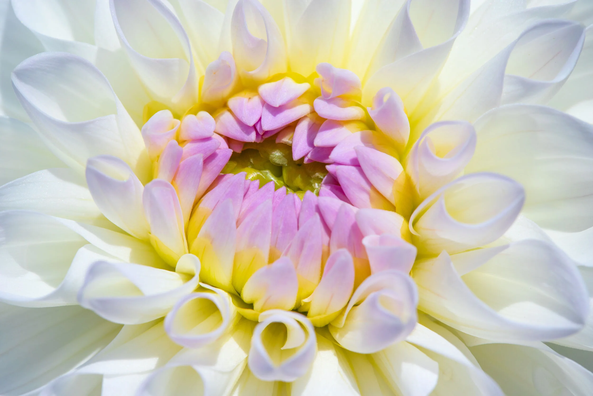 blossoming into wonder f. selivanov medium.jpg