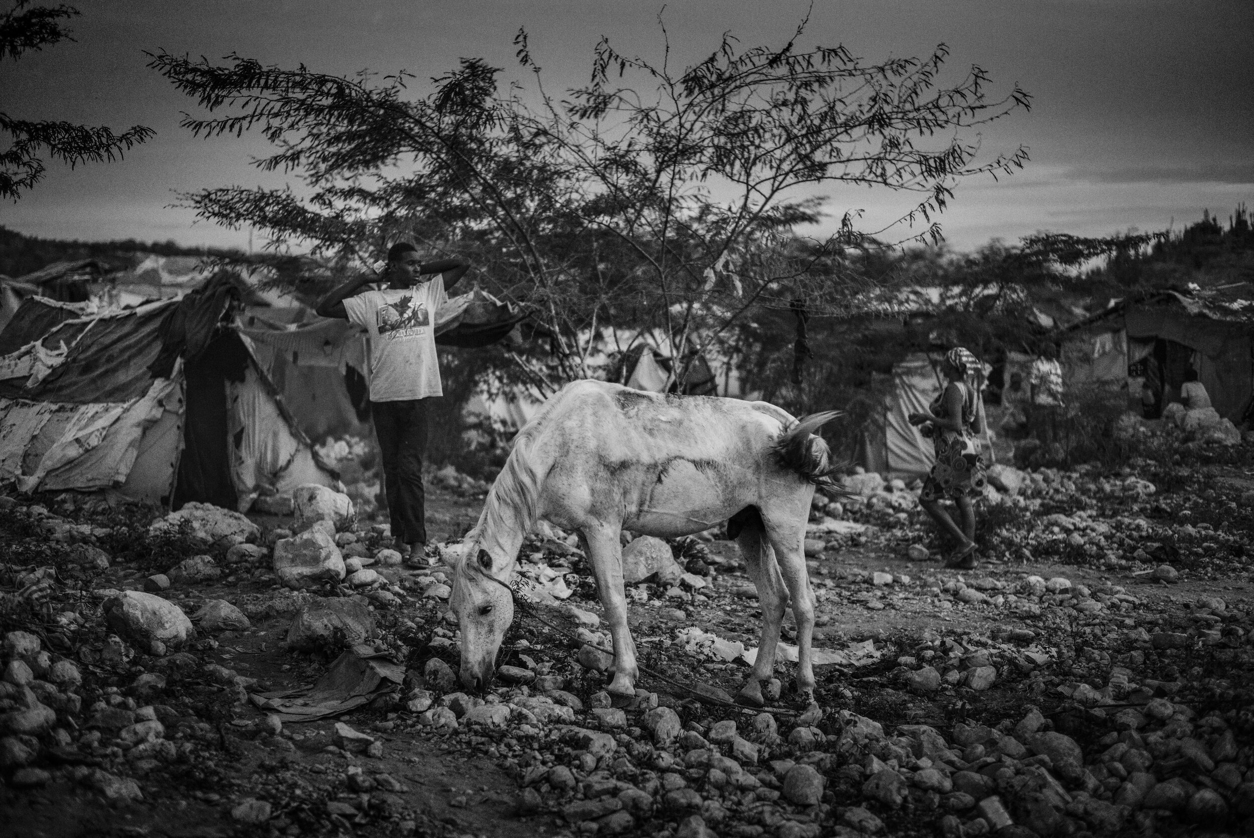  Photograph of a white horse at the settlement camp 