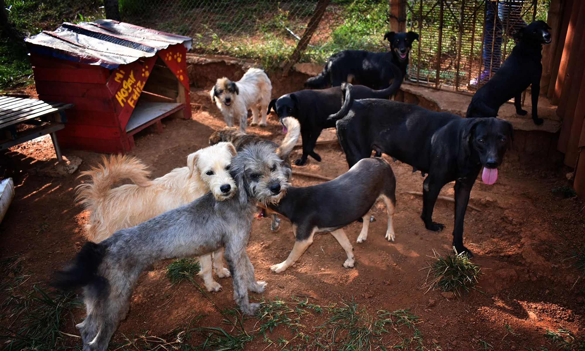 bg-dog-2.jpg
