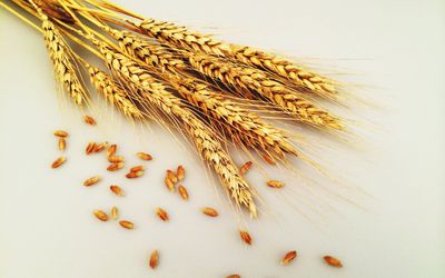 close-up-view-of-wheat-518324359-5a2a22739802070037a84327.jpg