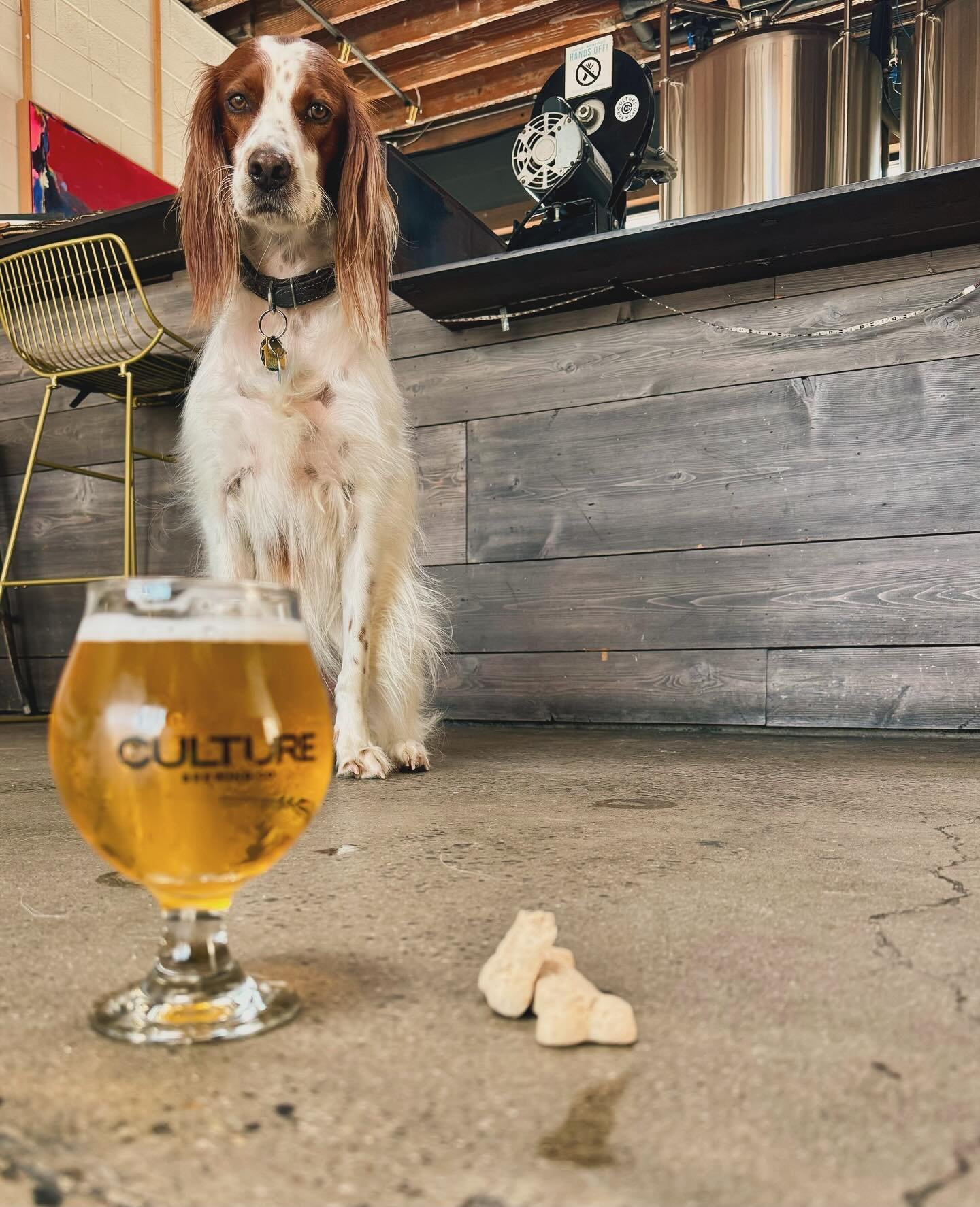Wednesdays mean YAPPY HOUR at all locations. 🐾🍻

Come by today and every Wednesday between 5p-7p and receive a discount on pints and dog treats!! #Woof