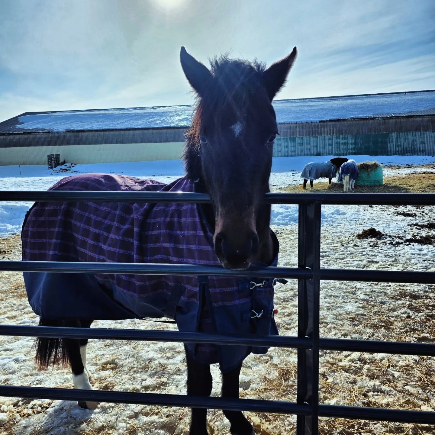 Welcome  to the team Waldo! 
It's  been a long winter and we're  working hard to get things ready for camp, including rebuilding the barn we lost last winter. 
 Stay tuned for camp registration  opening soon.! 

#saddlewoodcamp #summercamp #newpony
