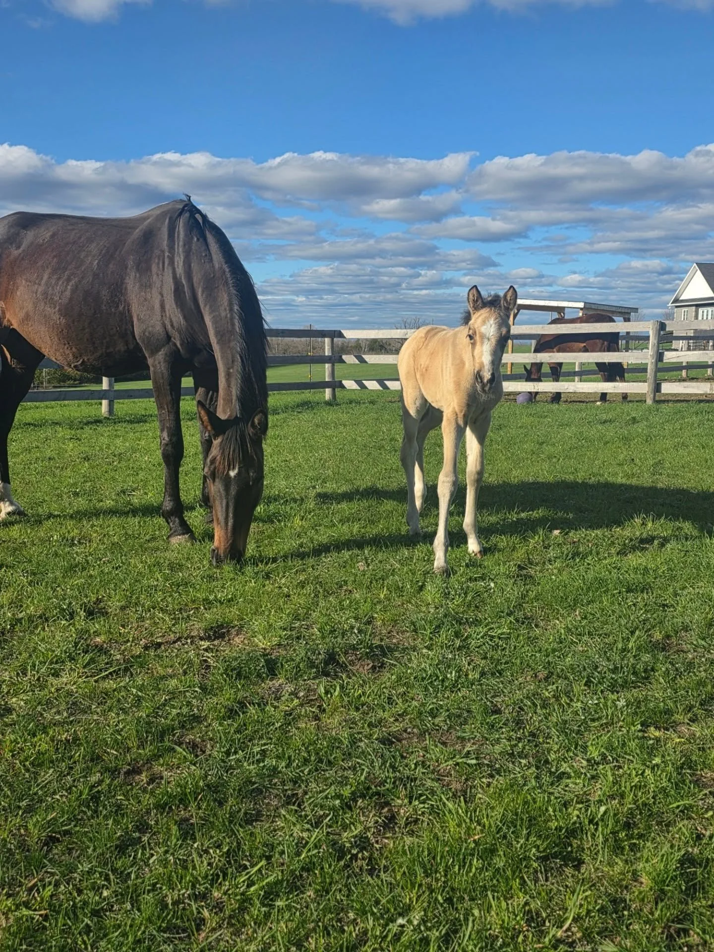 We have an exciting announcement 🎉 
 Rosi had a beautiful buckskin filly a few weeks ago! Baby Rhea and mom are doing amazing and will be at Saddlewood this weekend.  We're  sure our weekend  campers  will be excited to see her, she's  the cutest li
