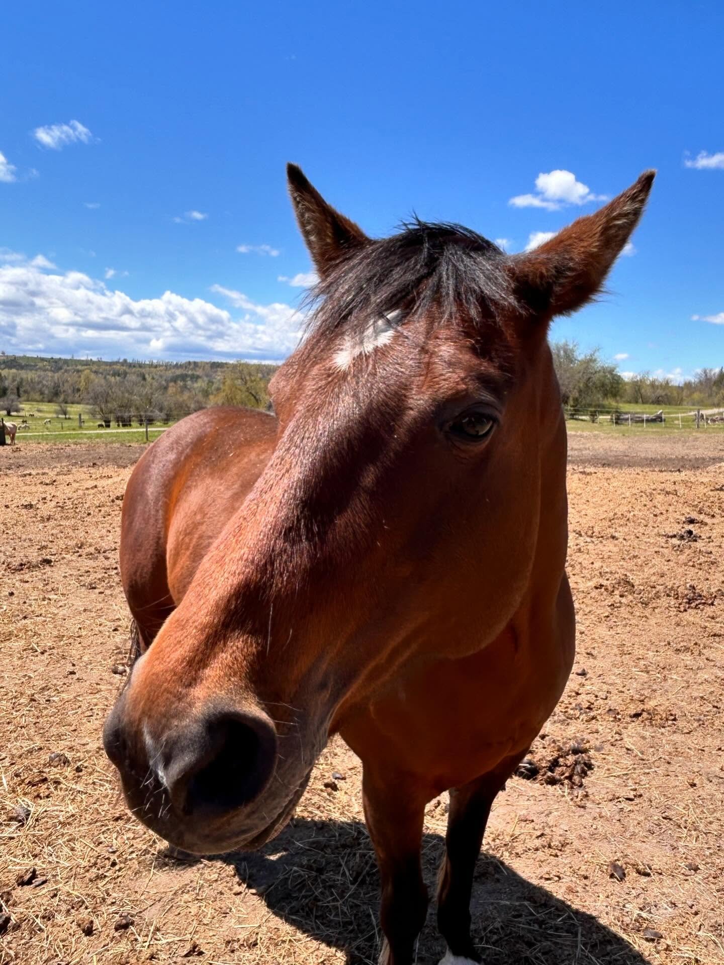 Big news&hellip; we have a new addition to the team! 👀✨
Everyone, meet Layla! She&rsquo;s a 10-year-old quarter horse, and we can&rsquo;t wait for everyone to meet her this weekend at May Camp!