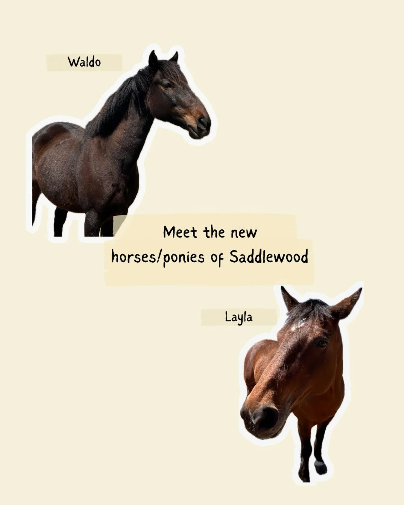 Look at our new crew standing together! 🐴🐴