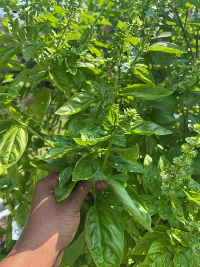 herb 1.jpg