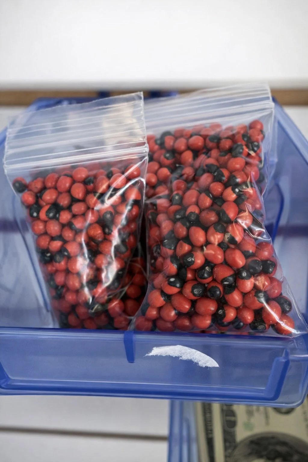 peony seeds.jpg