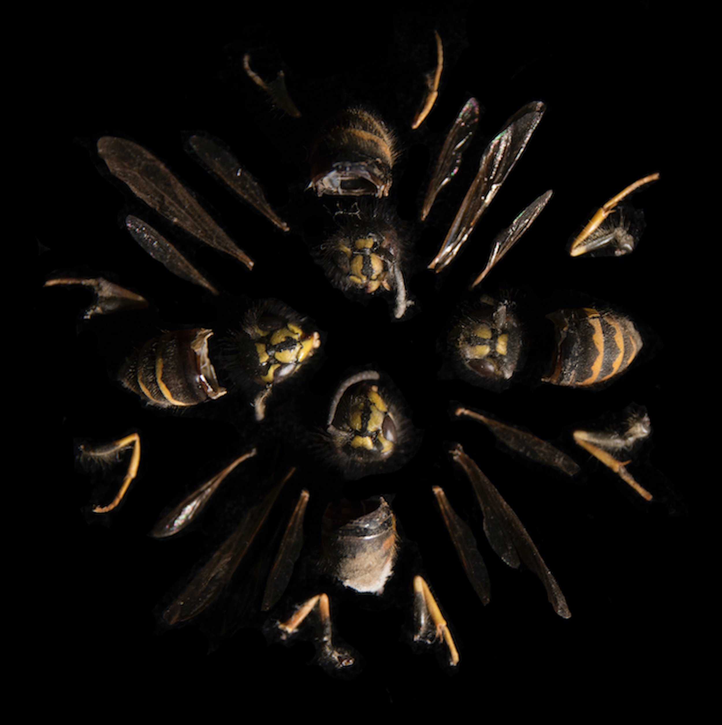 Wasps 2.jpg