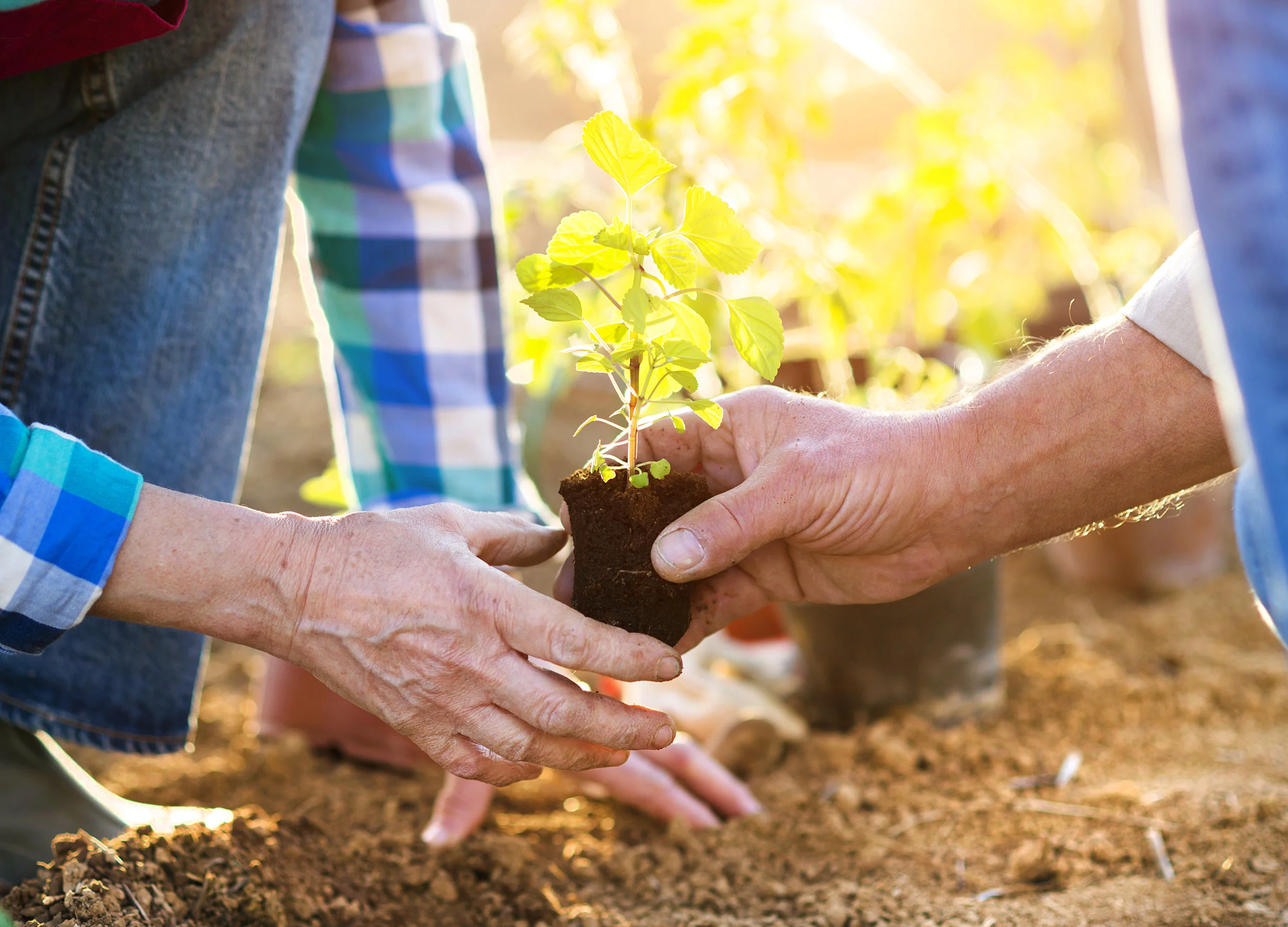 “Always do your best. What you plant now, you will harvest later.” ~ Og Mandino