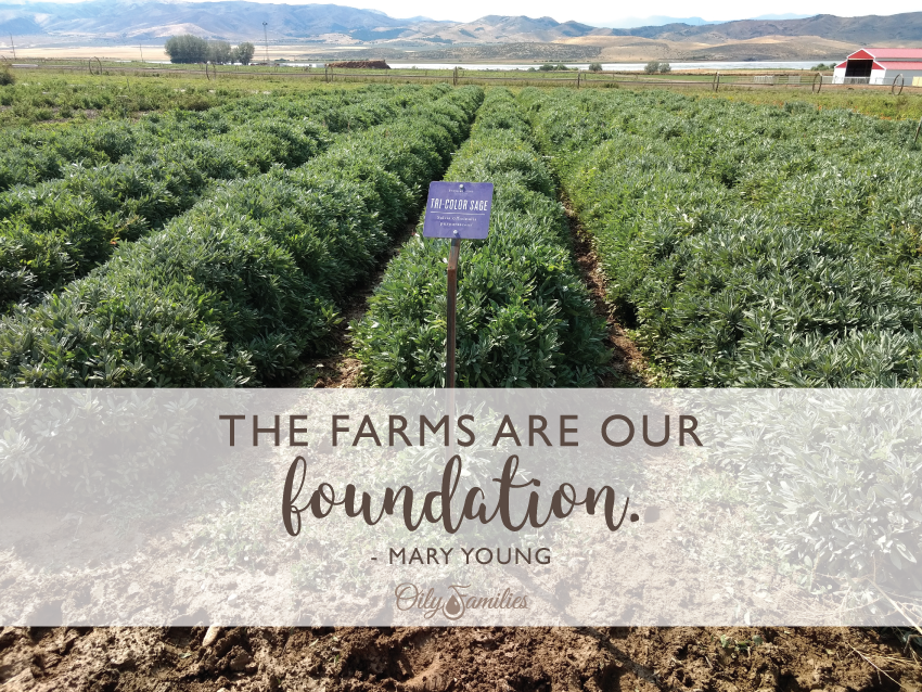 Young Living Black Friday 2020 It S Heeerrreee More Than Mom