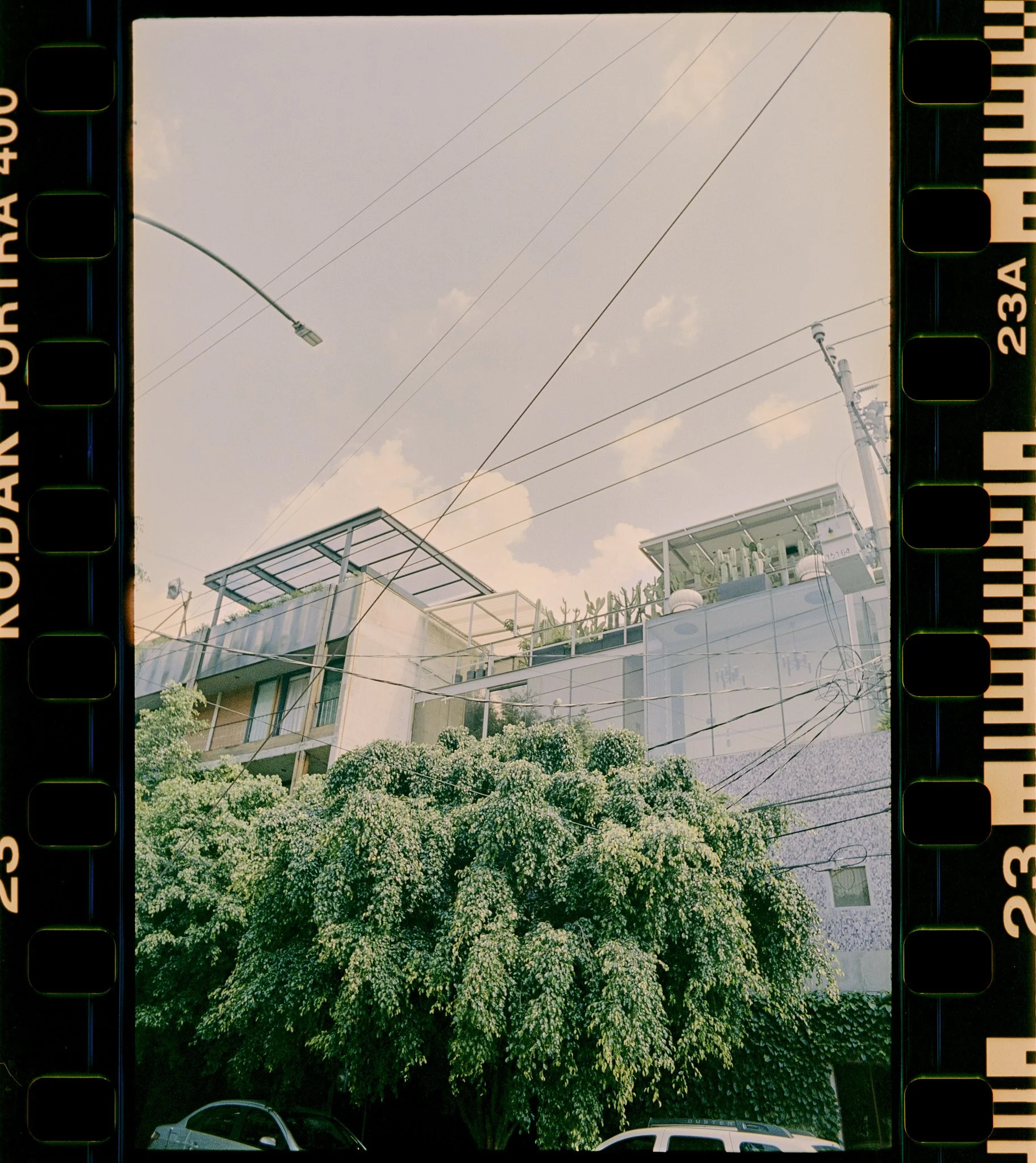 A tree in bloom with white flowers, set against a background of a building with glass balconies and a partly cloudy sky, with part of a parking lot and a few cars visible in the foreground.