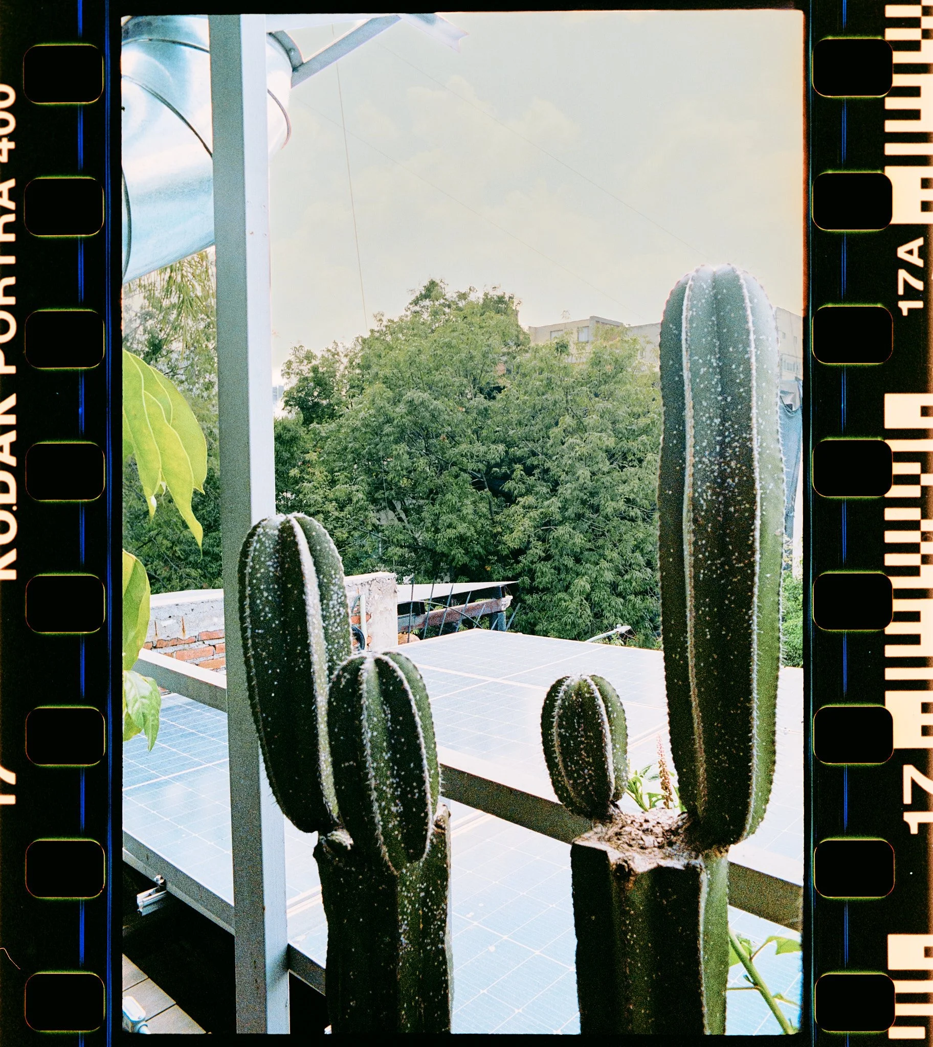 A view through a film frame showing several cacti in various sizes, a partially visible plant with green leaves on the left, trees in the background, and a building behind the trees. The scene appears to be outdoors on a sunny day.