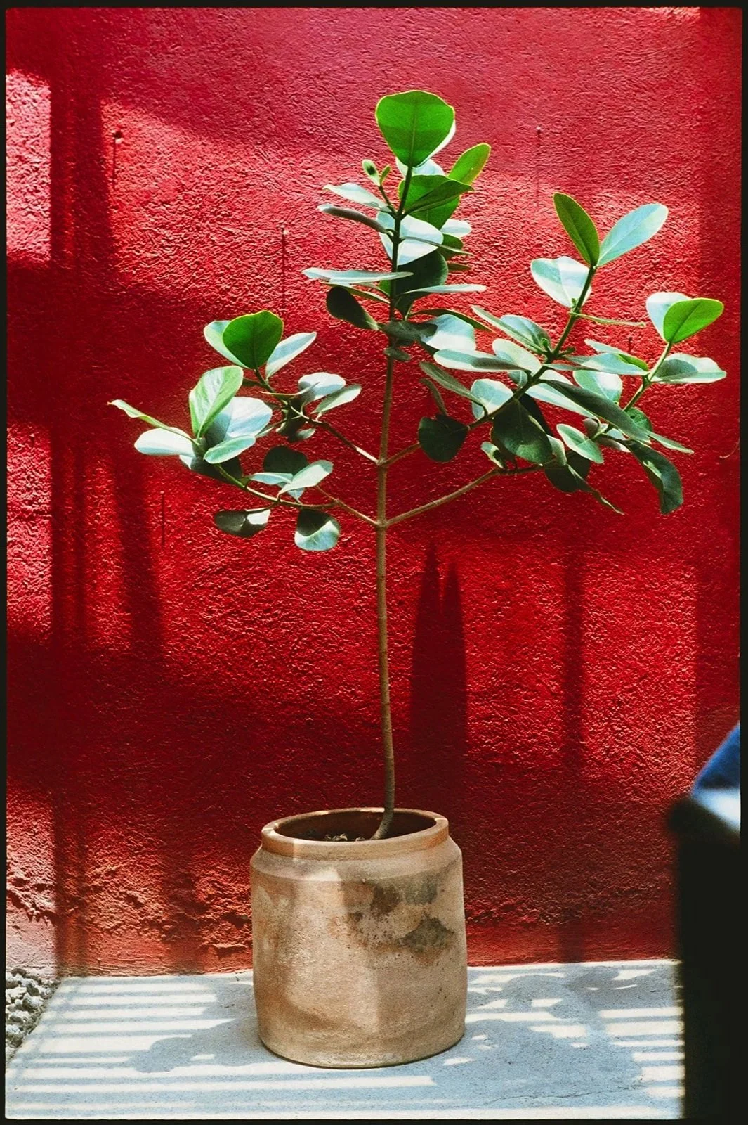 A young green leafy plant in a beige ceramic pot against a red textured wall, with shadows cast on the wall and ground.