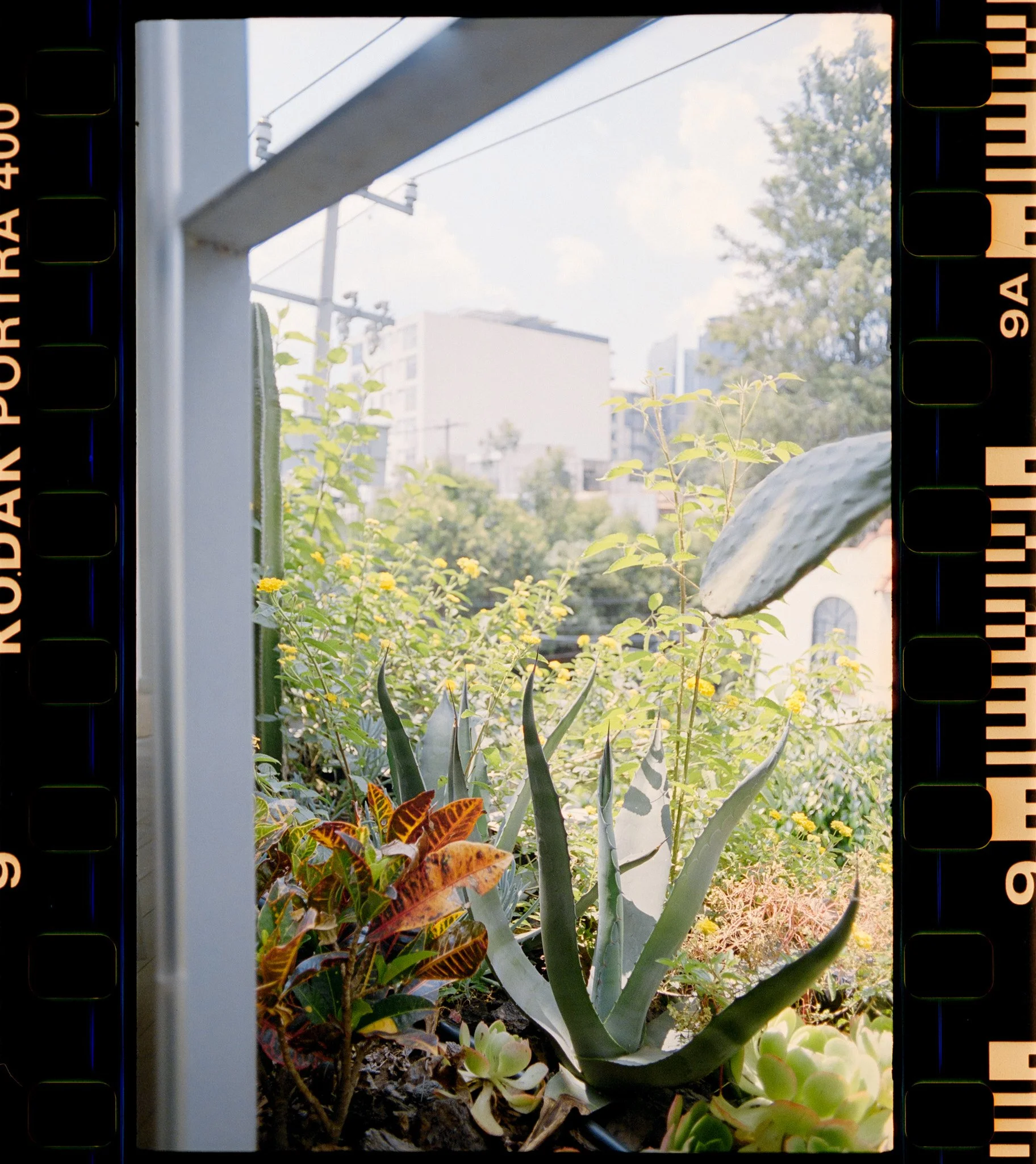 A variety of green plants and succulents growing in a garden bed on a balcony or patio, with buildings and power lines in the background, under a partly cloudy sky.