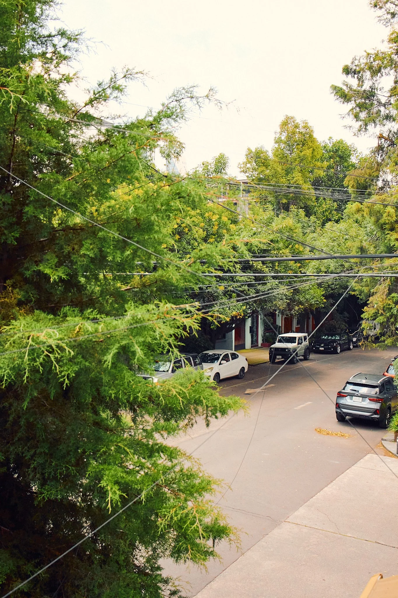 View of a parking lot with several parked cars, surrounded by green trees and electrical wires overhead.