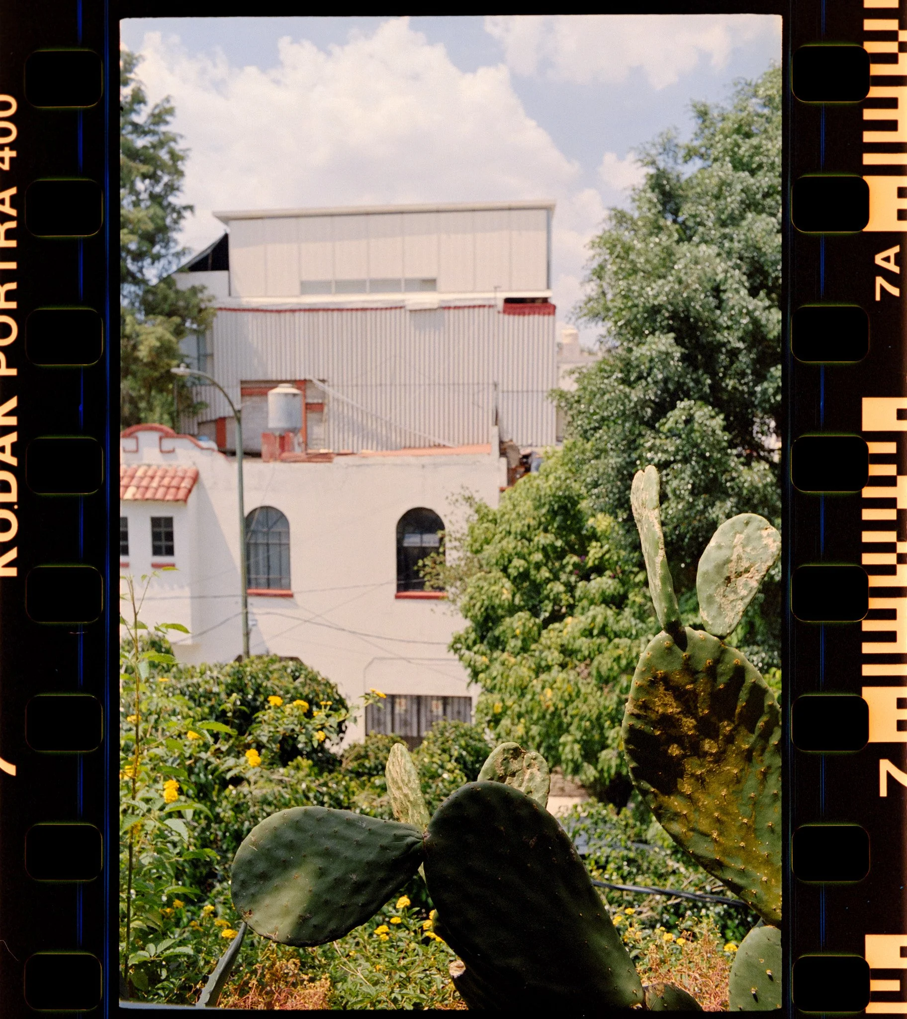 A cactus in the foreground with green paddles and some brown spots, a garden with yellow flowers, and a building with a gray roof and white walls in the background under a partly cloudy sky.