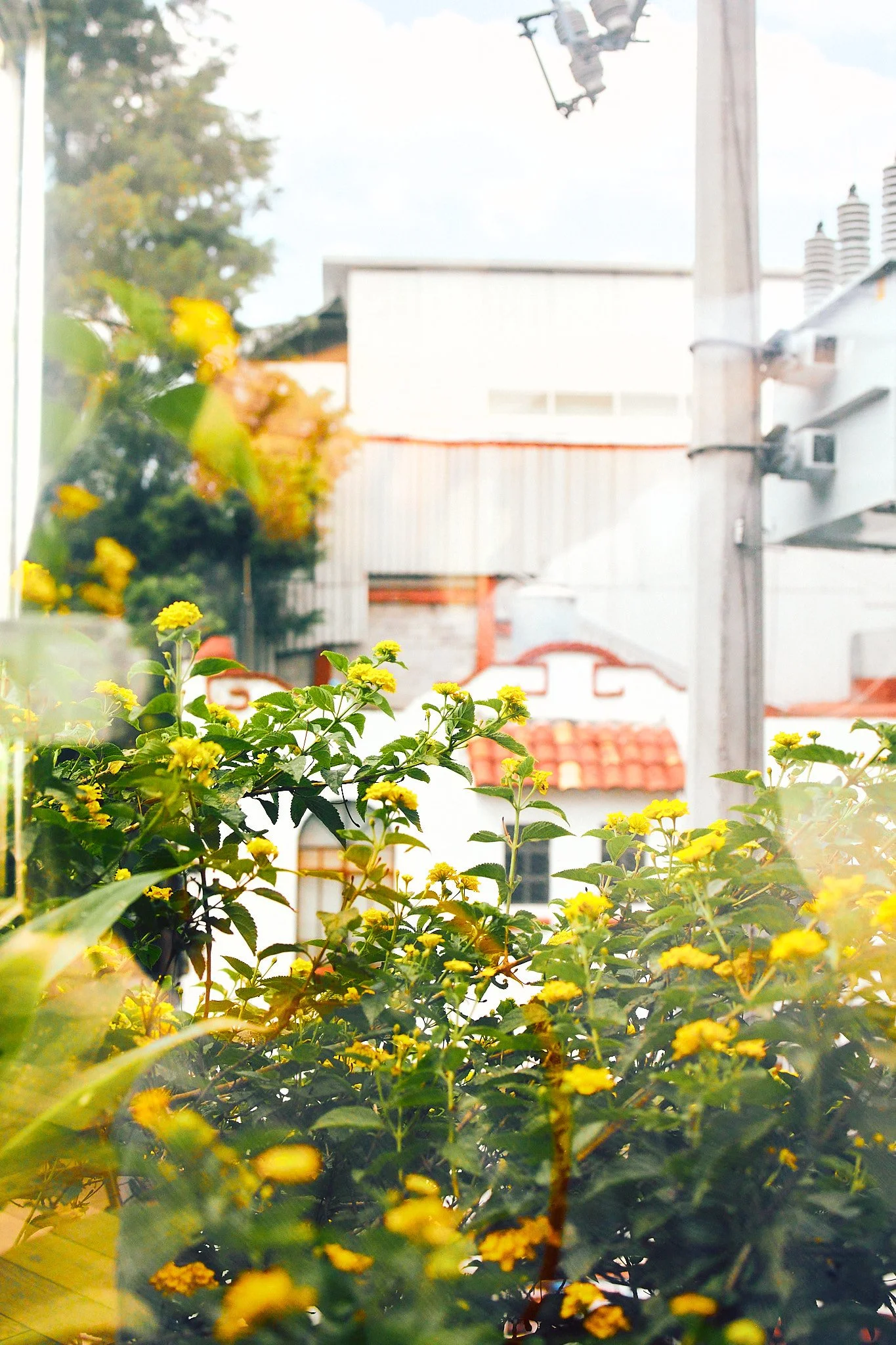 View through a window showing yellow flowering plants in the foreground, with rooftops, a utility pole, and a building in the background.