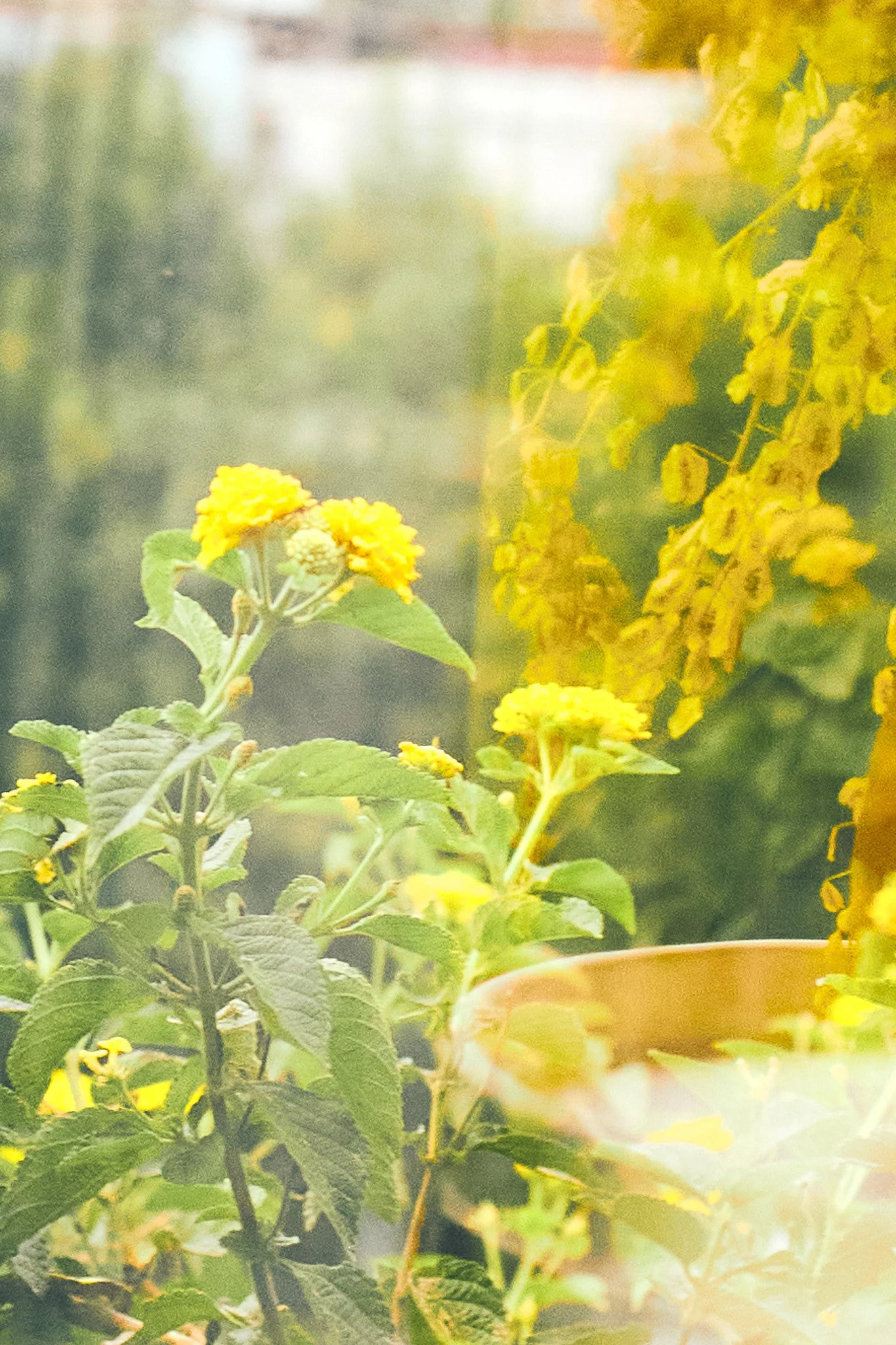 Close-up of yellow flowers with green leaves, blurred background, and a watering can in the foreground.