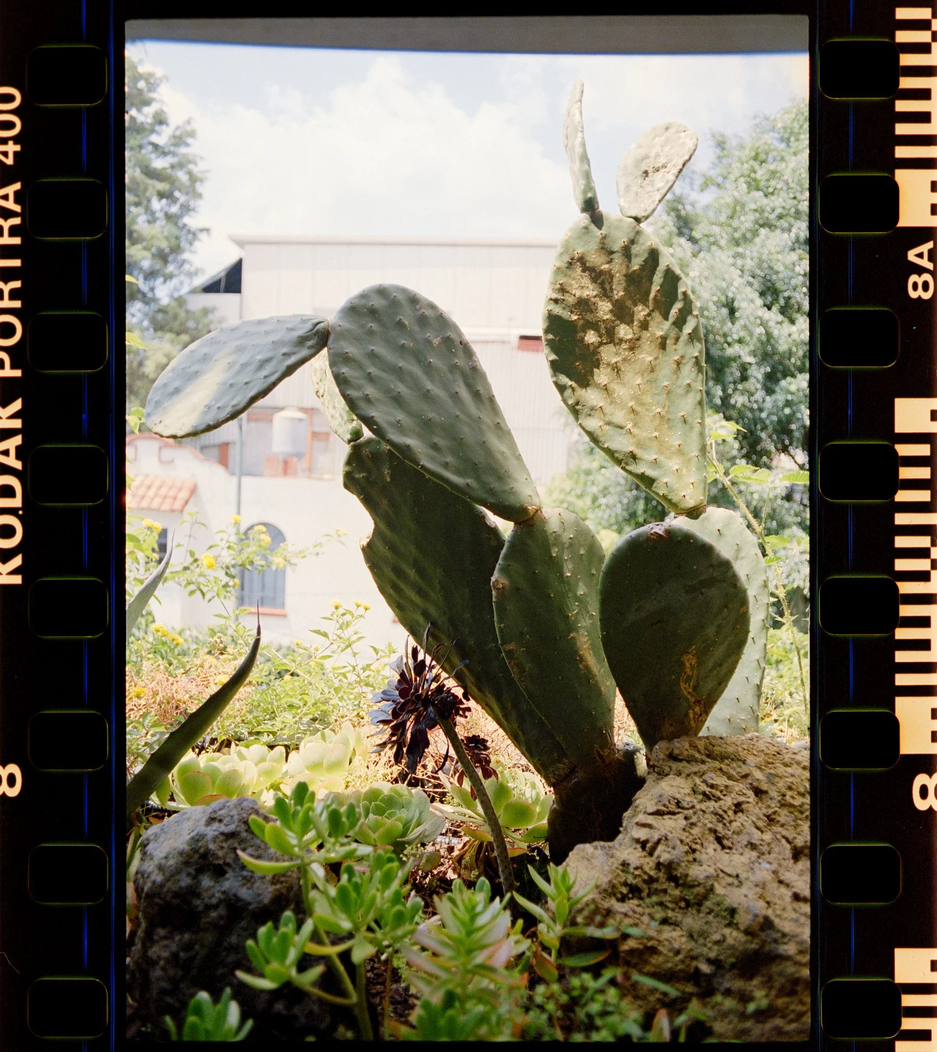 Close-up of a cactus plant with multiple flat, oval-shaped green pads, some with brown spots, and a few with small protruding spines. The background shows a bright sky with a few clouds and some blurred trees and a building.