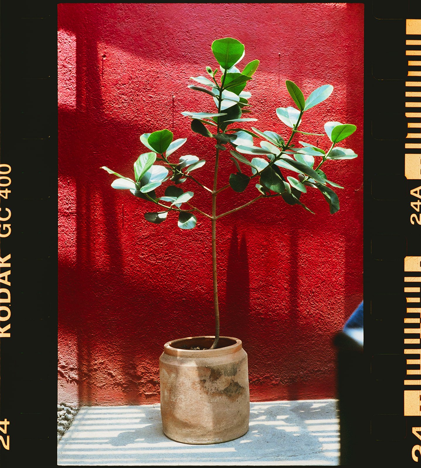 A potted plant with dark green, oval leaves against a bright red wall, lit by sunlight creating striped shadows.