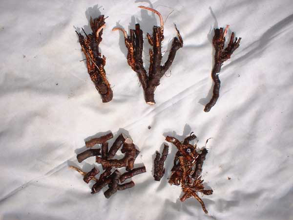Root Pieces Ready to Plant