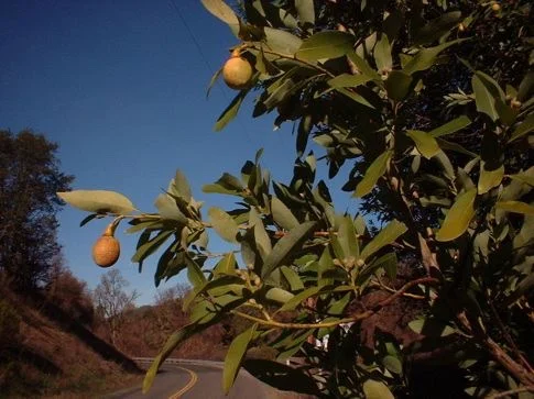 bay-branch.png