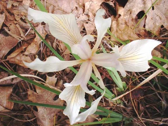 iris-flower.png