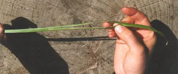 First, split the leaf into two by running your fingernail down the middle from the center to each end.