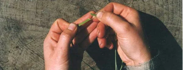 Grasp one of the halves with your thumbnail in the center. Tear the waste part of the leaf against the nail until basically only the fiber on the outside edge is holding the piece together.