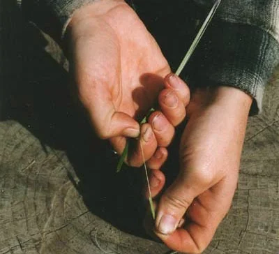 Scrape your fingernail along the fiber toward one end. The bulk of the leaf should peel away leaving the single fiber.