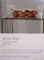 acorn-tops.png