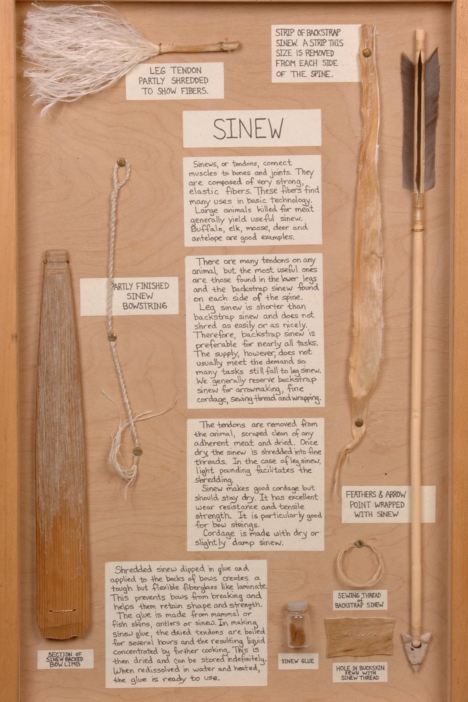 sinew-display.jpg