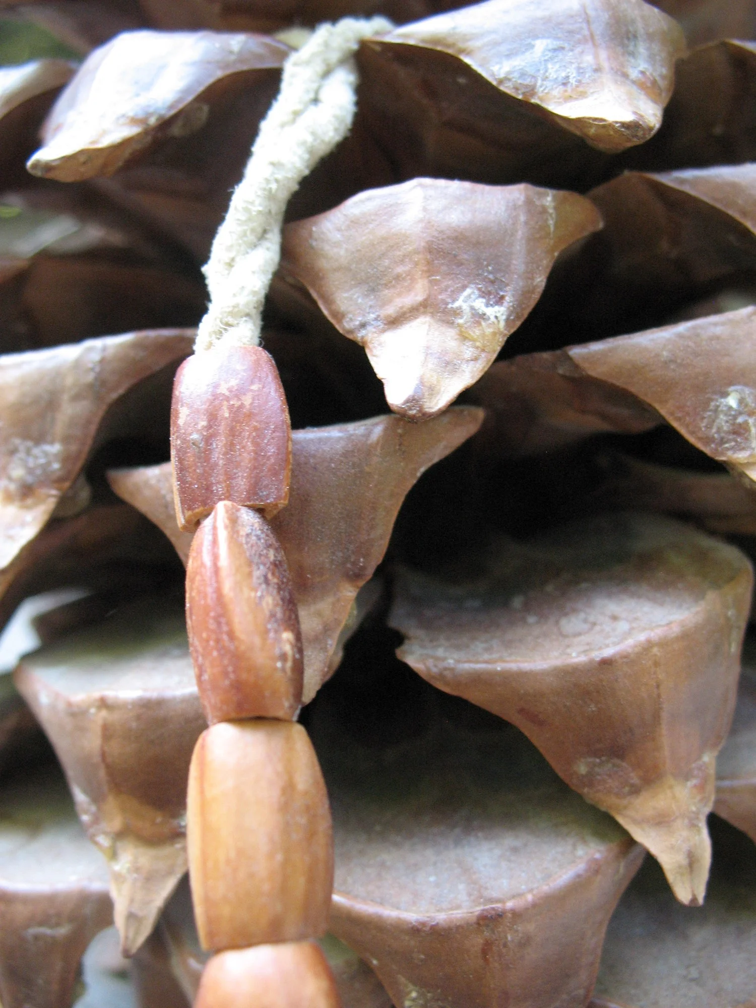 pine-cone-closeup.jpg