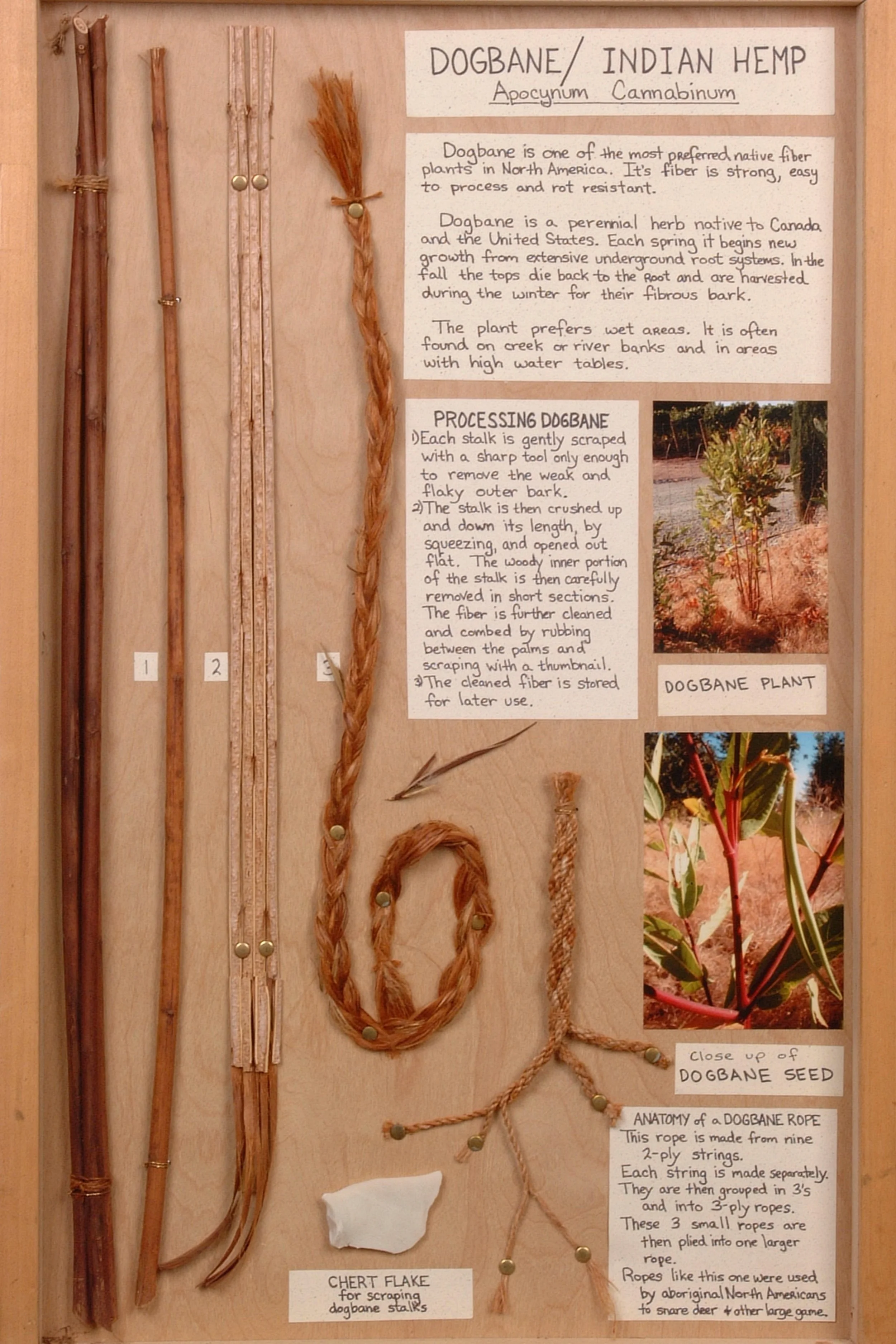 Dogbane Display Board