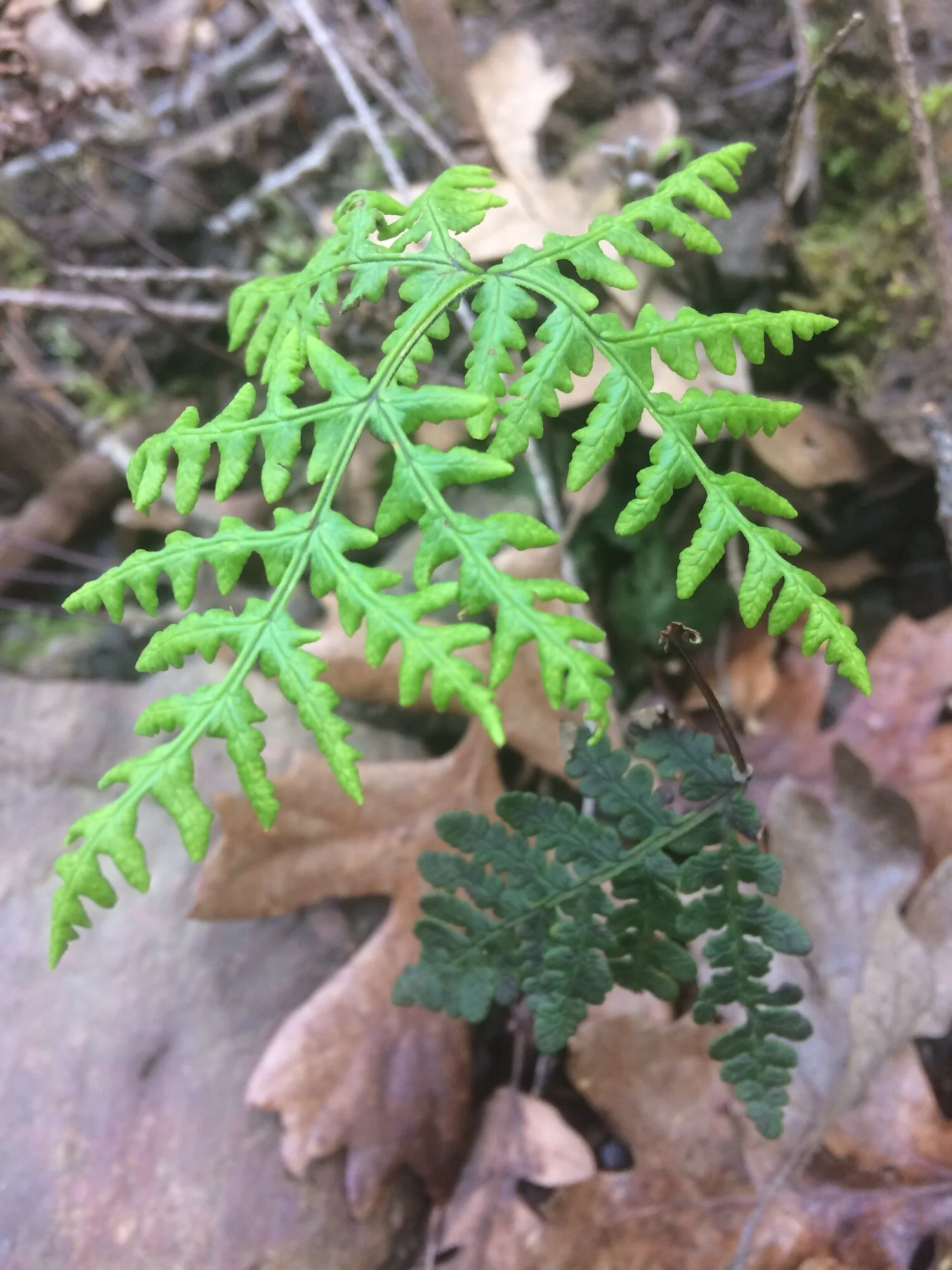 Recent Walks in the Forest
