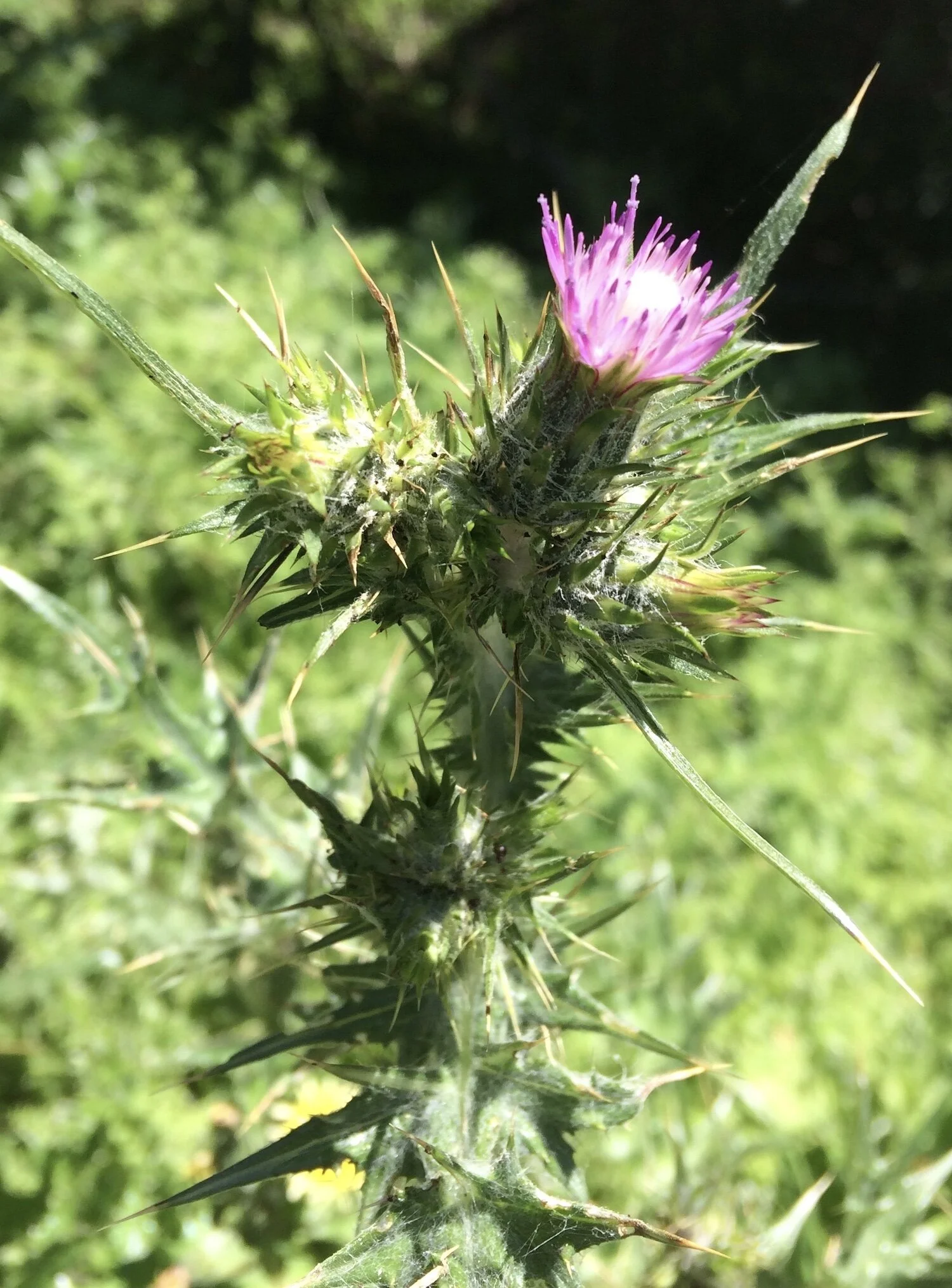 Fun with Thistles