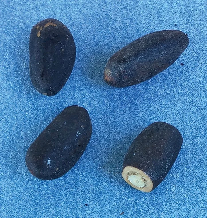 Pine-Nuts-Hi-72-RGB.JPG