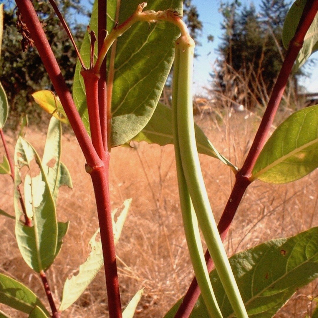 Dogbane Preserve Stewardship Day in Santa Rosa, CA is happening this year!
Join us on Saturday, February 12th from 10am-1pm
@sonomaopenspace 
#dogbanepreserve 
#stringmaking