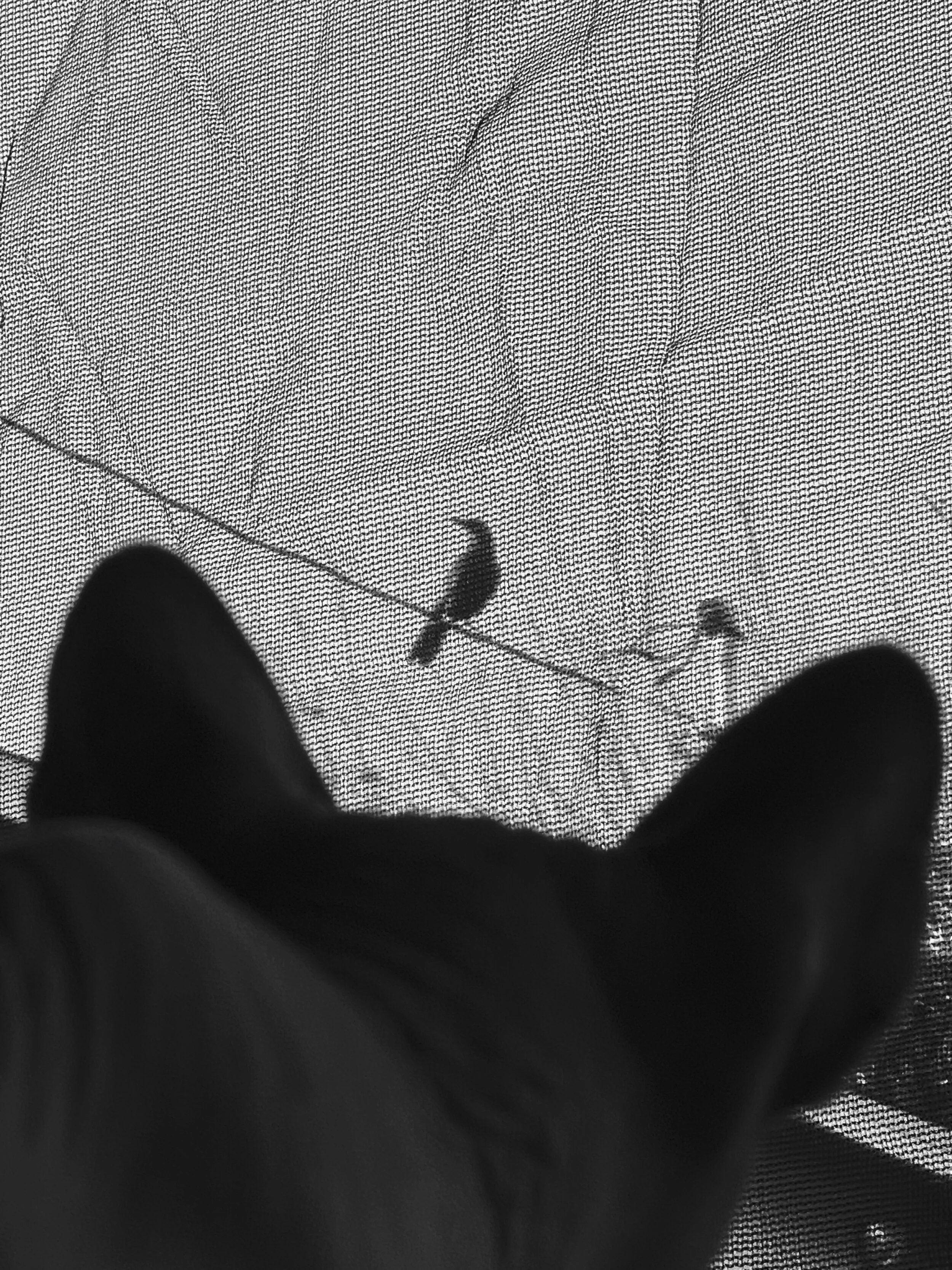 bird.jpg