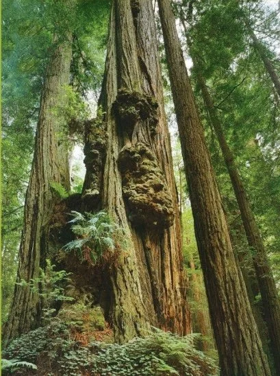 Plant Meditation - Western Red Cedar
