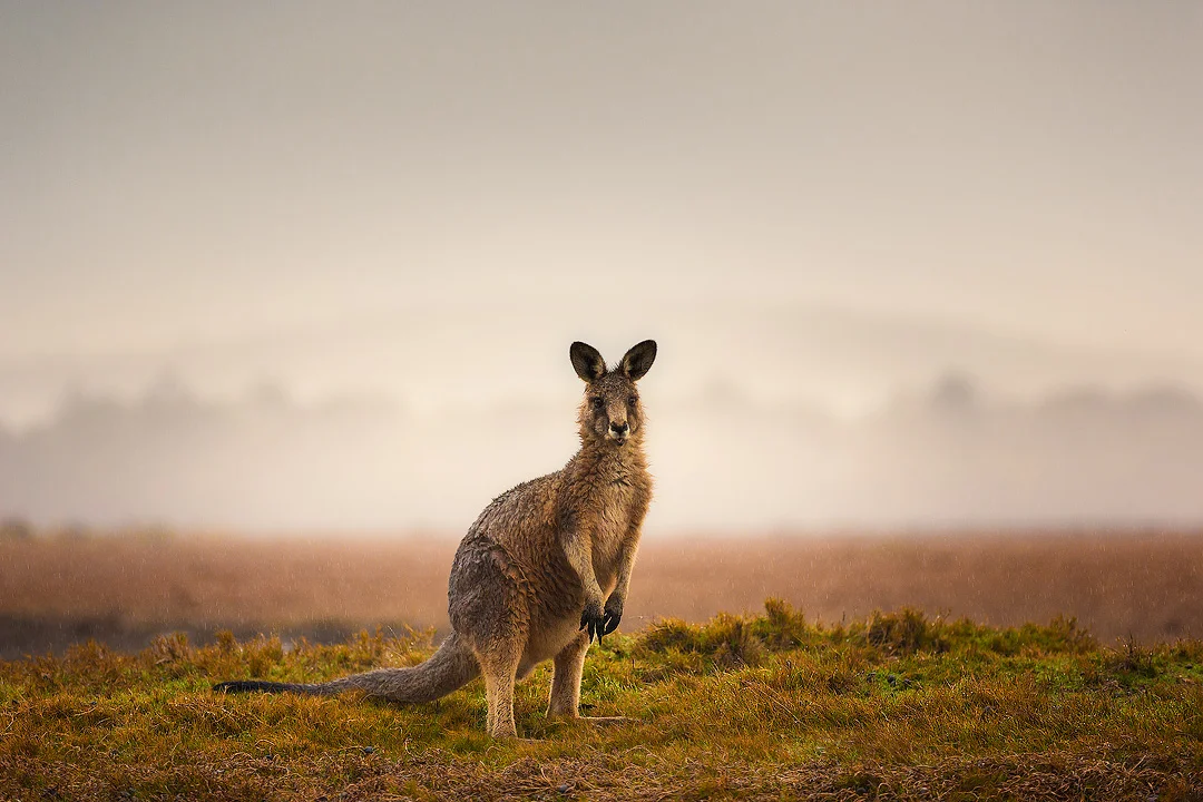 4. Eastern Grey Kangaroo, Narawntapu National Park